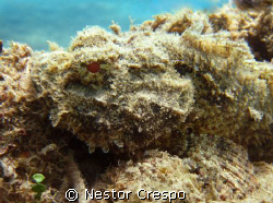 ScorpionFish At Cerro Gordo Beach diving, Vega Alta Puert... by Nestor Crespo 